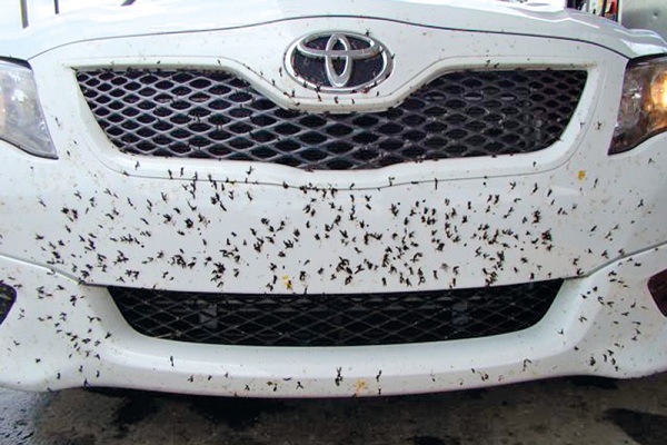 เคล็ดลับดีๆ มาบอกเล่ากัน ถึงวิธีกำจัดคราบแมลงที่ฝังลึกก่อนจะทำลายสีรถของคุณกัน 