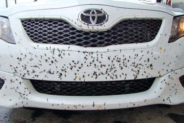 ซากแมลงติดหน้ารถ