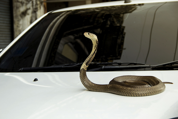 วิธีป้องกันงูเข้ารถ