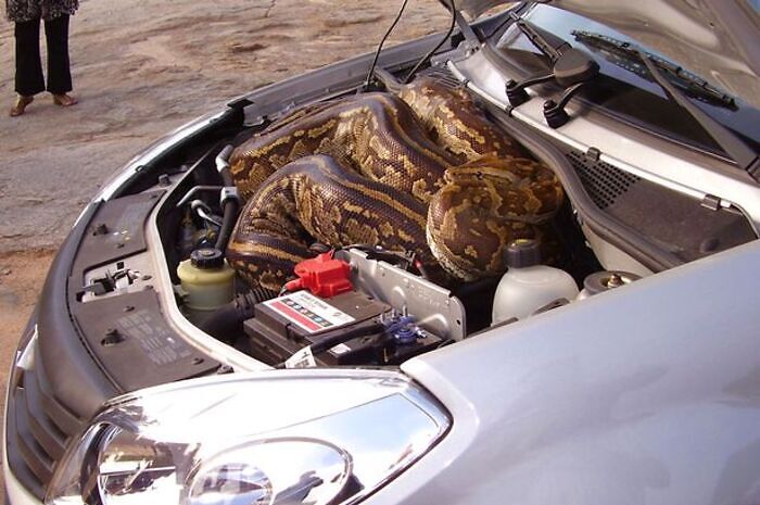 วิธีป้องกันงูเข้ารถ