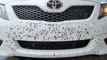 กำจัดคราบแมลงติดรถยนต์ในแบบต่างๆ