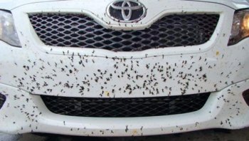 5 เทคนิคง่ายๆขจัดคราบลูกไม้และซากแมลงบนตัวรถ