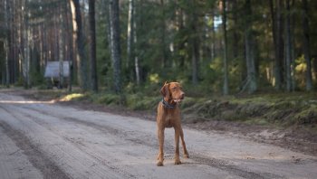ทำอย่างไรเมื่อสุนัขตัดหน้ารถเรา ?? วันนี้มีคำตอบ   