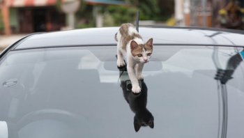 เคล็ดลับการลบรอยขีดข่วนบนพื้นผิวรถยนต์
