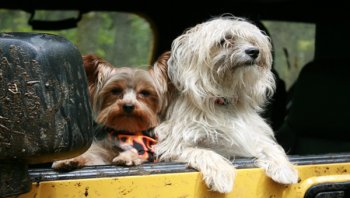 ขอเคล็ดลับพาสุนัขติดรถไปเที่ยวด้วยค่ะ