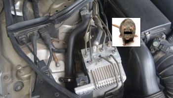 เคล็ดไม่ลับ! หนูเข้ารถ หนูกัดสายไฟรถ ปราบได้ด้วย 5 วิธีนี้