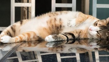 รวม วิธีป้องกันแมวขึ้นรถ ต้องทำอย่างไรบ้าง