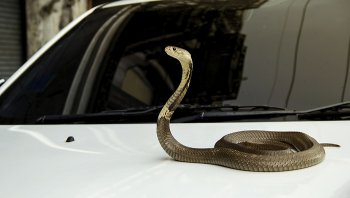 รวม 5 วิธีป้องกันงูเข้ารถ ควรทำอย่างไรบ้าง