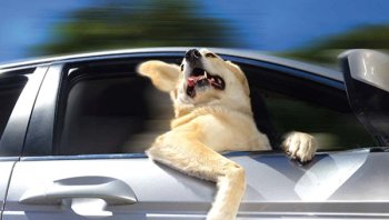 รวมเทคนิค พาน้องหมานั่งรถ อย่างไรให้ปลอดภัยและไม่เมารถ